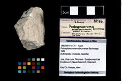 Foto (Objekt + Etikett) von Protosphaeroma ernstbrunnense (Bachmayer, 1949)  (NHMW-GEO-1990-0041-10176)